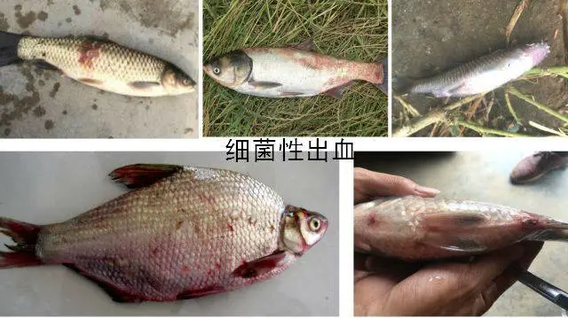 魚病